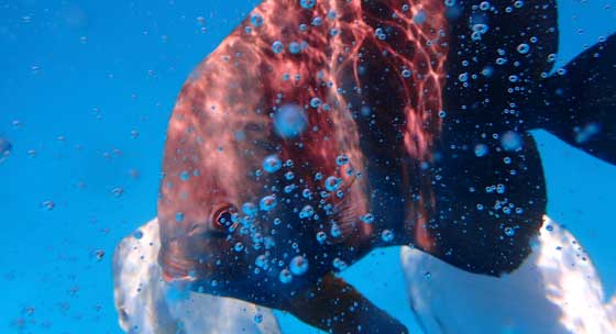 seychelles-snorkelling